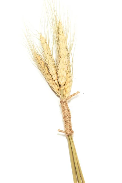 Macro Group oro Orejas de trigo aisladas sobre fondo blanco — Foto de Stock
