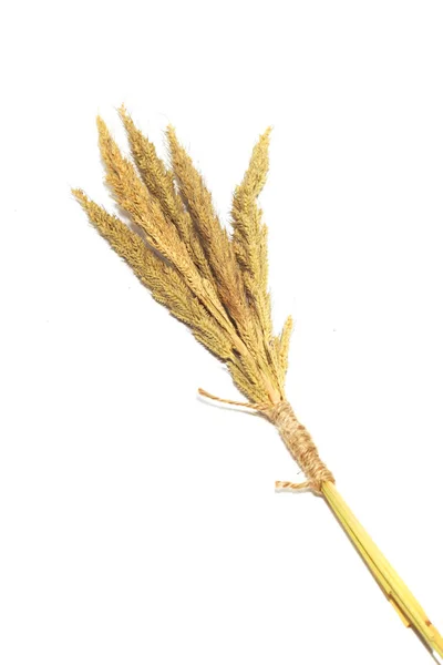 Makro kytice hnědé suché trávy, samostatný izolovaných na bílém zpět — Stock fotografie