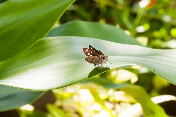 Makro zahalena Skipper Butterfly na zelený list — Stock fotografie