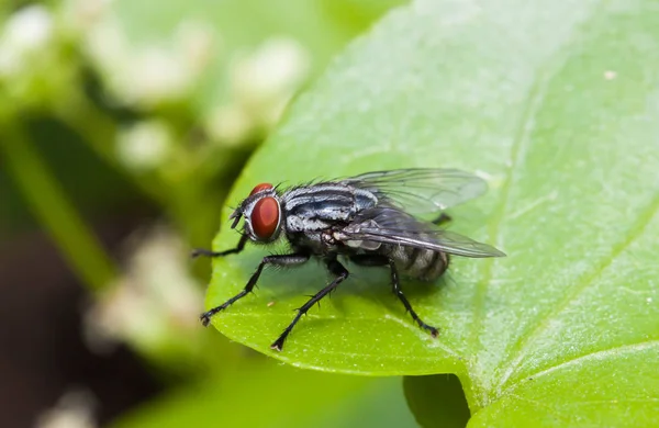 Makro der Fliege oder lebenden Stubenfliege auf grünem Blatt — Stockfoto