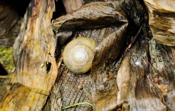 Macro van mini bruin Snaile op de vloer — Stockfoto