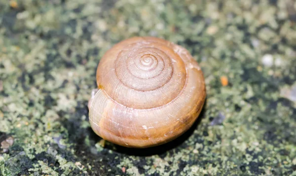 Макрос невеликий коричневий Snaile на поверсі — стокове фото