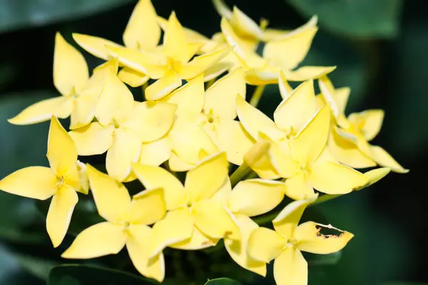 Macro de Ixora Amarela ou flores de Rubiaceae no jardim — Fotografia de Stock