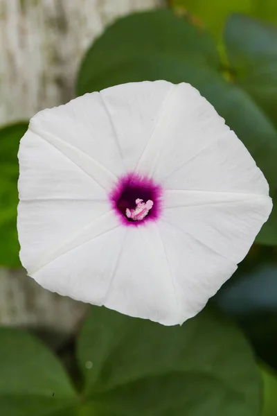 Fleurs de gloire du matin dans le jardin — Photo