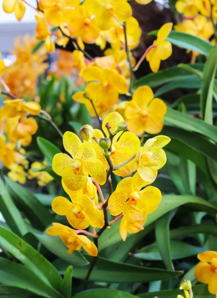 Mini żółte kwiaty orchidei z zielonym liściem — Zdjęcie stockowe