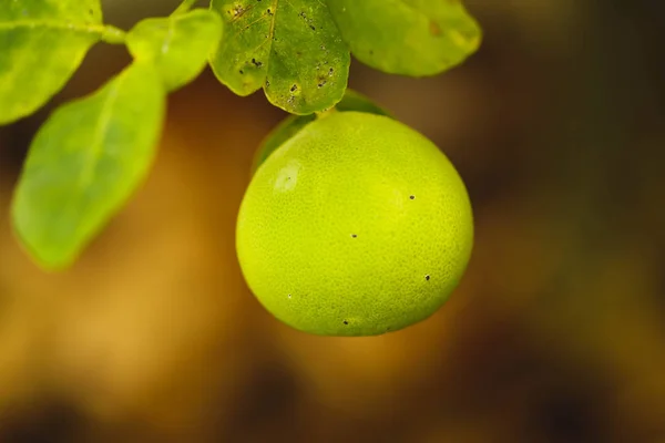 Одинокий зеленый лимон на дереве лемон в саду — стоковое фото