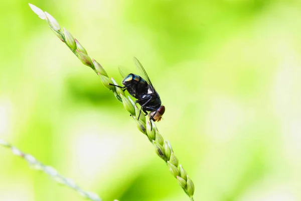 Single mimi Black Housefly sur la feuille verte du champ — Photo