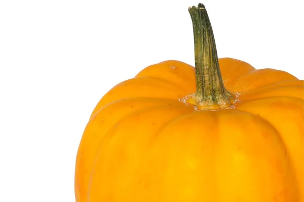 Single Orange pumpkin on white background — Stock Photo, Image