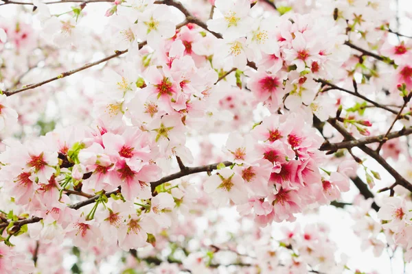 Soft focus Cherry Blossom or Sakura flower in the Tianyuan Templ — Stock Photo, Image