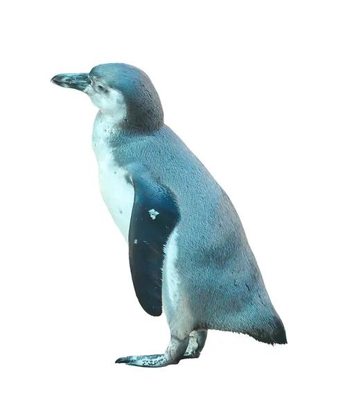 Der kleine Pinguin auf weißem Hintergrund — Stockfoto