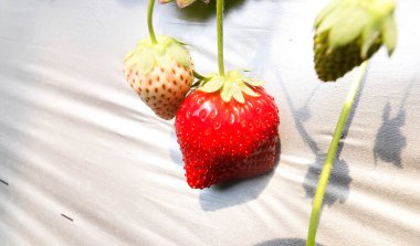 Çilek Çiftliğinde İki Taze Kırmızı Çilek, Chiba, Japonya