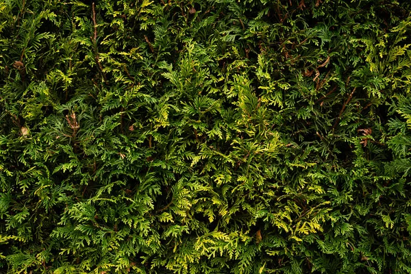 Thuja Verde Aproape Frunzele Mici Fundal Luminat Din Spate Fundal — Fotografie, imagine de stoc