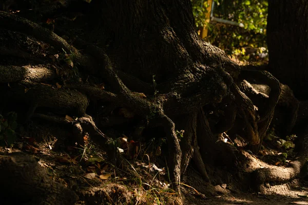 Korzenie Drzewa Plamami Słońcu Przemyślany Nastrój Latem Tajemnicze Cienie — Zdjęcie stockowe