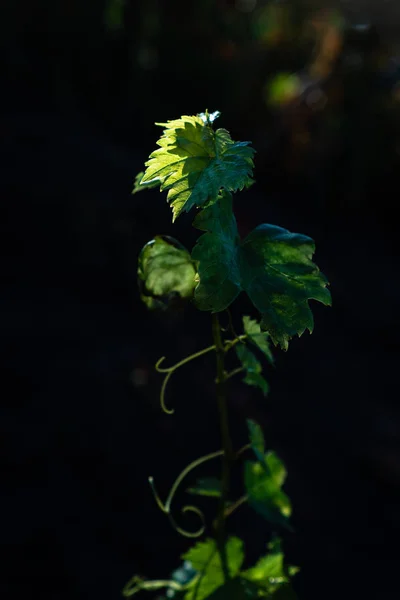 Branch of vine leaves on a dark black background.      Sunlight is light on green leaves and tendrils of the vine.