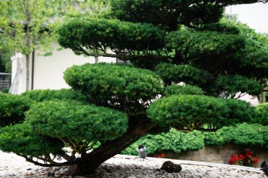 Ev bahçesinde Japon bahçesi.