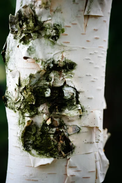 Tronco de bétula branco com casca no fundo verde desfocado . — Fotografia de Stock