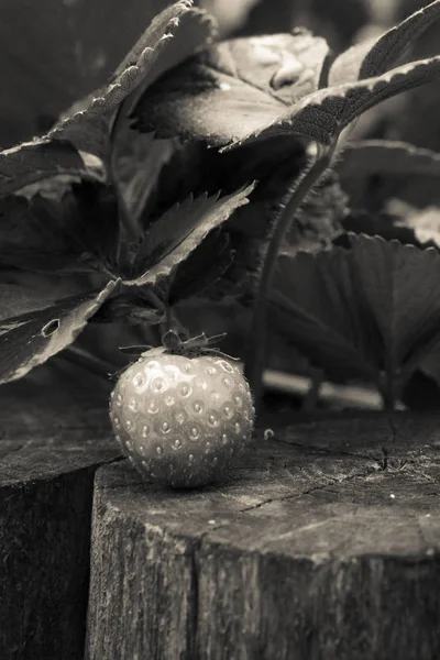 Mazzo di fragole fresche che crescono sul giardino di casa — Foto Stock