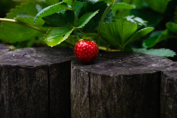 Rijpe rode vruchten van aardbeienplanten. — Stockfoto