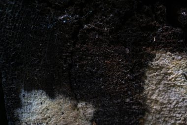 Çürümüş ağaç gövdesinin geçmişi. Beyaz küf lekeli ıslak yüzey.