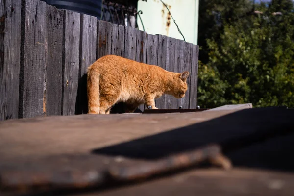 Eine Rote Katze Läuft Auf Einer Alten Fläche Vor Einem — Stockfoto