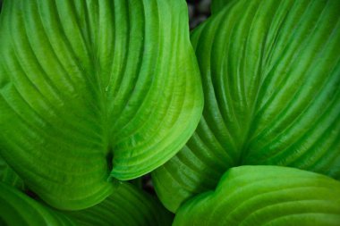 Bahçeden ya da çiçeklikten büyük yeşil bir yaprak. Kartpostal ya da reklam afişi.