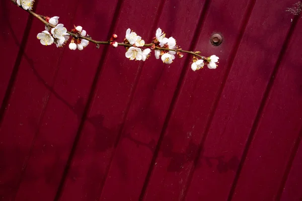 Εαρινή Σύνθεση Λευκά Άνθη Κερασιάς Κερασιάς Λουλούδια Ένα Κλαδί Φόντο — Φωτογραφία Αρχείου