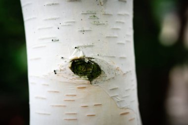  Buza dayanıklı bagaj. En yaygın ahşap..