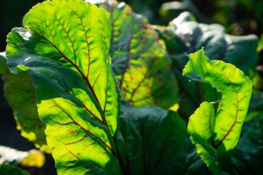 Yatakta büyük pancar yaprakları var. Güneş yeşilliğin içinden parlıyor. Vejetaryen yemekleri için malzemeler.