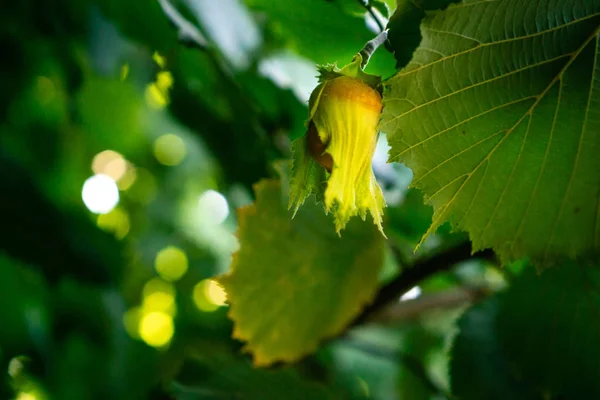 Hazelnoot Een Tak Met Groene Bladeren Late Zomer Struiken Met — Stockfoto