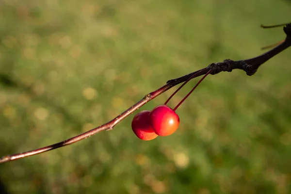 Czerwone Jabłka Gałęzi Zielonym Niewyraźnym Tle Rajskie Owoce Jesienią Samotne — Zdjęcie stockowe