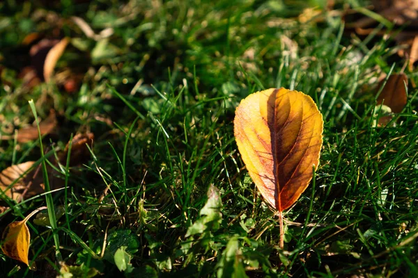 Gele Herfstblad Groen Gras Het Begrijpen Van Stroom Van Het — Stockfoto