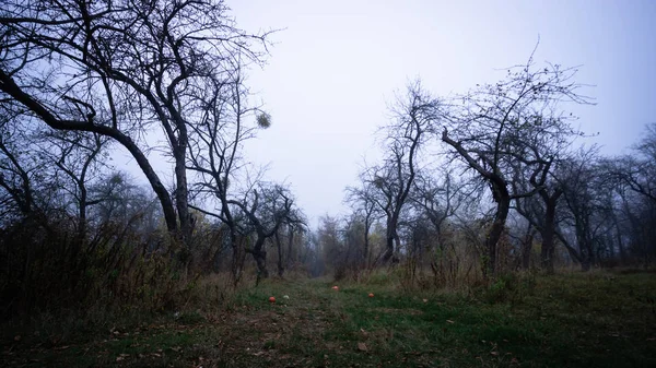 Autumn landscape in the forest with fog and dark fruit trees wit
