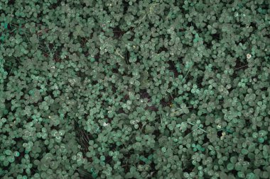 Küçük yuvarlak yapraklı yonca tarlası. Yaz tebrik kartı için yeşil doğal arkaplan ya da doğal malzeme mağazası için afiş.