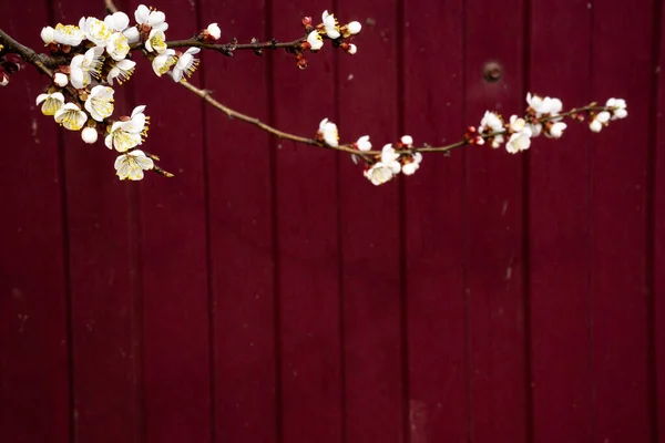 Bahar kompozisyonu kayısı çiçekleri ile metalik kırmızı bordo çitin arka planında genç dallar üzerinde.
