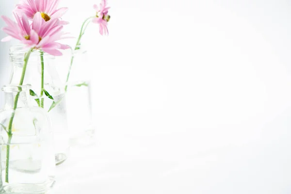 Şeffaf cam şişelerdeki narin kasımpatı bahar çiçekleri sıraya dizilir. Beyaz arkaplanda metin için yer.