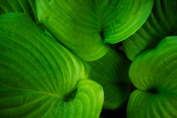 Koyu dokulu damarları olan büyük bahçe yapraklı yeşil arkaplan..