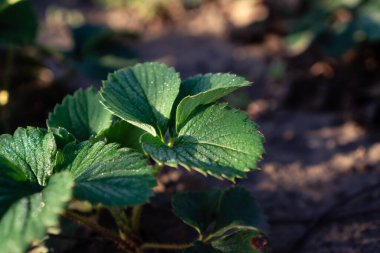 Çiçek saksısında küçük beyaz çiçeklerle süslenmiş Heather buketi beyaz bir mozaik yüzeyde açık pembe kağıtla süslenmiş.