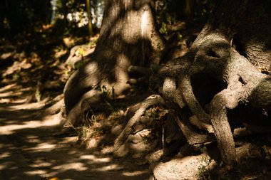 Sıcak bir sonbahar gününde güneş ışığı parçalarıyla eski ağaçların kaotik dokuması.