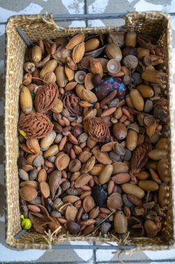 Kayısı, kum, kiraz ve meşe palamudu çeşitlerinden farklı çeşitlerde kurutulmuş meyve kemikleri sepetin içinde yaratıcılık veya dekorasyon için şapkaları olan..