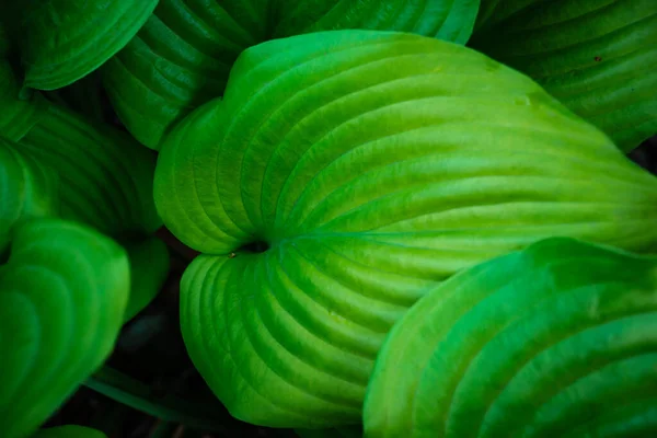 Bahçe bitkilerinin geniş dokulu yaprakları. Yeşil yapraklı arkaplan.