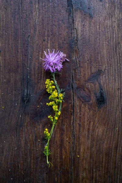 Fleur Sauvage Forêt Chardon Petites Fleurs Prairie Sur Surface Bois — Photo