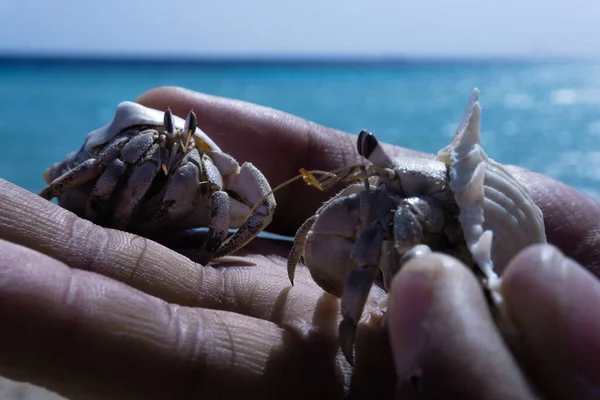 Little Egyptian crabs in the hands of a man on the background of the warm Mediterranean sea. Sea inhabitants in human hands