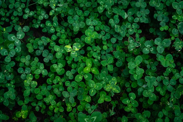 Feuilles Trèfle Vert Avec Une Ligne Tapis Vert Dense Lit — Photo