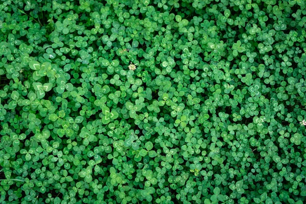 Green Background Fresh Leaves Field Clover Wild Plants Garden — Stock Photo, Image