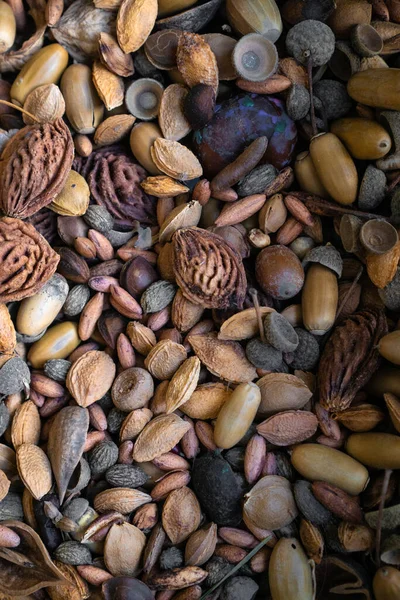 Conjunto Para Criatividade Partir Materiais Naturais Damasco Maduro Abacate Amêndoa — Fotografia de Stock