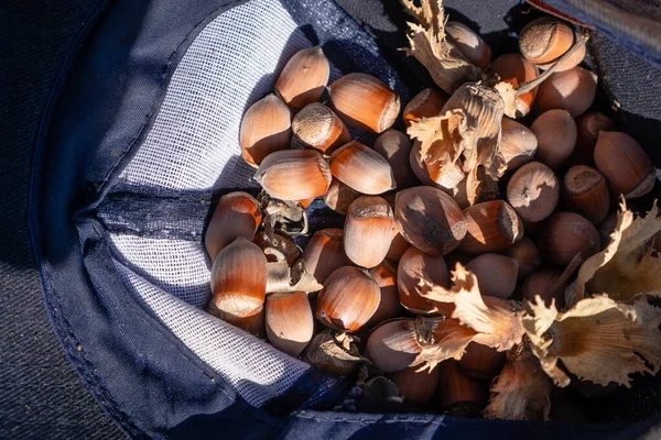 Avelã Com Boné Azul Rapaz Fruta Sólida Madura Arbusto Florestal — Fotografia de Stock