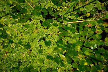 Küçük ördek otu ve büyük su yaprakları güneşli bir günde gölün yüzeyinde yoğun bir katman oluşturur.