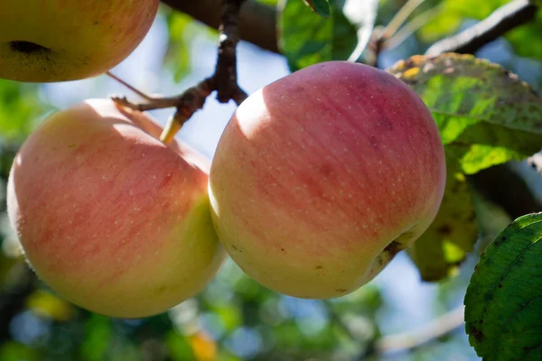 Dojrzałe Jabłka Czerwonymi Bokami Gałęzi Słonecznym Ogrodzie Tle Błękitnego Nieba — Zdjęcie stockowe