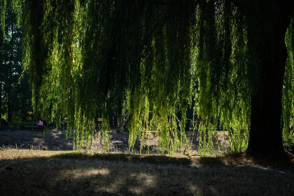 Spring Sunny Day Landscape Long Willow Tree Branches Bank Small — Stock Photo, Image