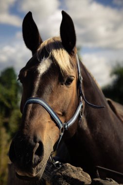 At kafası yaz mevsiminde gökyüzü arka planında. Yerli düzensizlik ahşap bir çite bağlıdır.